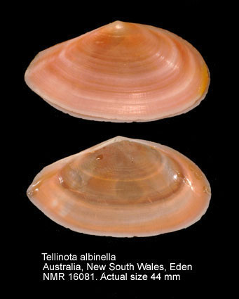Tellinota albinella.jpg - Tellinota albinella(Lamarck,1822)